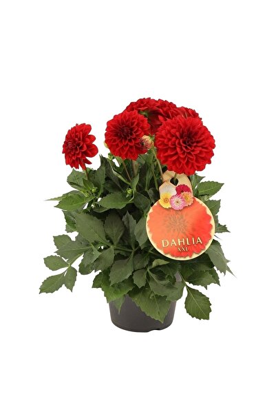 FİDEİSTE Saksıda Yıldız Çiçeği 15-20 Cm