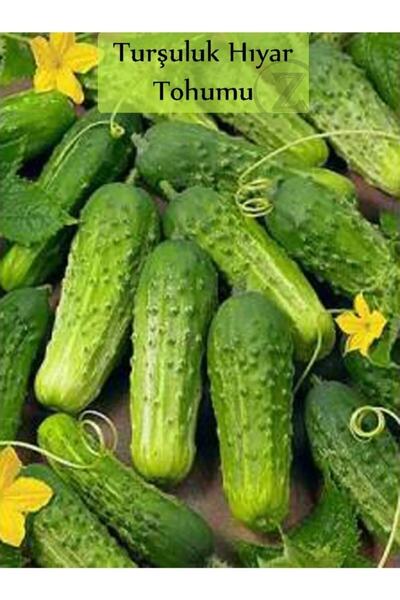ÇERMİK FİDANCILIK Turşuluk Hıyar Tohumu Kornişon 10 Gr