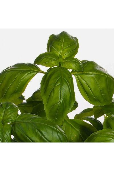 serada decor & plant Geniş Yapraklı Fesleğen Fidesi-5 Adet Bol Verimli