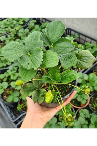 Bitkim Sende Çilek Fidesi Kokulu Yediveren Çilek 13 Cm Saksıda