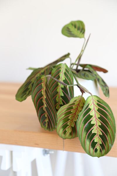 Plant in da House Maranta Fascinator Dua Çiçeği-ev Ofis Salon Iç Mekan Bitkisi