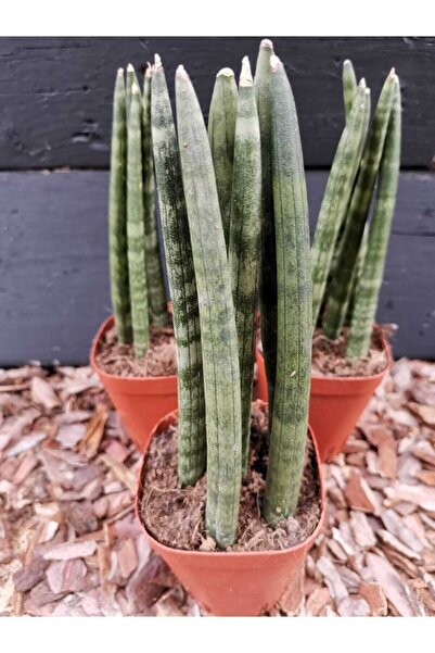 toprak Sansaveria Cylindrica Paşa Kılıç I 8 Lik Saksıda