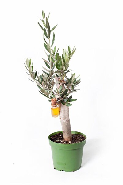 Cemre Garden Olea Europaea - Zeytin Fidanı - Ev Ofis Salon Iç Mekan Bitkisi -...