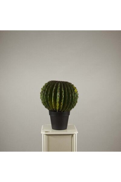 Lucky Art Ba-hem Tombul Kaktüs
