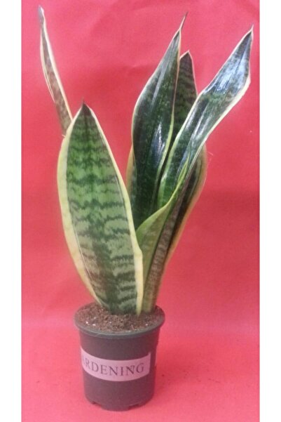 ÜÇLER ÇİÇEK Peygamber Kılıcı(kılıç Çiçeği ) 50-60 Cm Boyunda