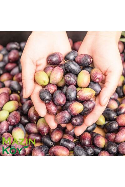 MAZINKÖY ZEYTİNYAĞI Yeni Sezon Soğuk Sıkım Erken Hasat Zeytinyağı 5 Litre
