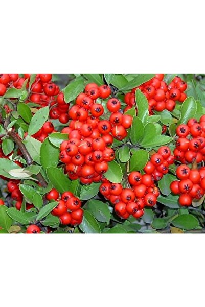 Ekodoğa Ateş Dikeni Tohumu 10 Gr ( 1000 Adet ) Ateş Dikeni Bitkisi Tohumu Pyracantha Coccinea Ağaç Tohumu