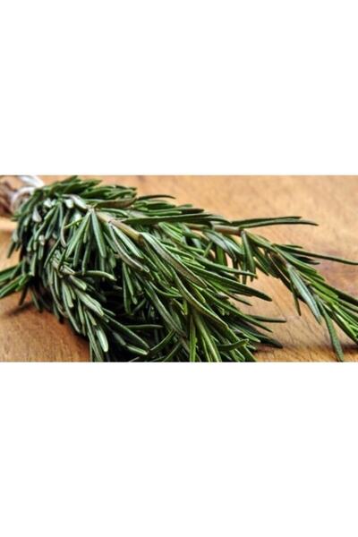 NANDİNA BOTANİK Biberiye Fidesi (yaş Biberye)