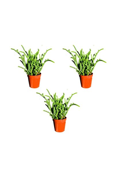 Fintarla Crassula Muscosa Prenses Çamı Kaktüs Sukulent 3'lü