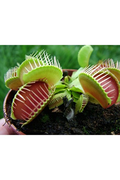 Karahasanoğlu Tarım Sinek Kapan Bitki 10 Adet Tohum + 3 Lt Torf