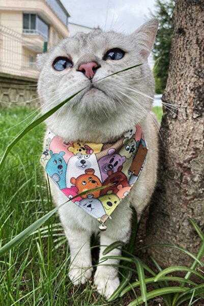 Patipatron طوق للقطط والكلاب من السلالات الصغيرة مع وشاح وطوق قابل للتعديل