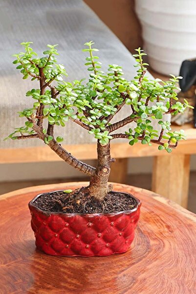 Toptan Kaktüs Para Ağacı Bereket Çiçeği Afra Variegata Özel Tür Sukulent Crassula Ovata Yeşil Sarı Yapraklı Bonsai