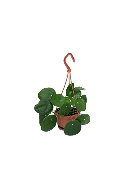 FİDEİSTE Askılı Saksıda Pilea Peperomioides Şans Çiçeği