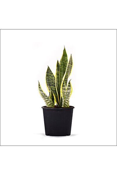FİDEİSTE Saksıda Paşa Kılıcı Sansevieria Trifasciata 20-40 Cm