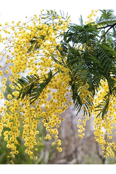 Daglioglu Fidancilik Acacia Dealbata Mimosa Mimoza Ağacı 15-25 Cm Tüplü