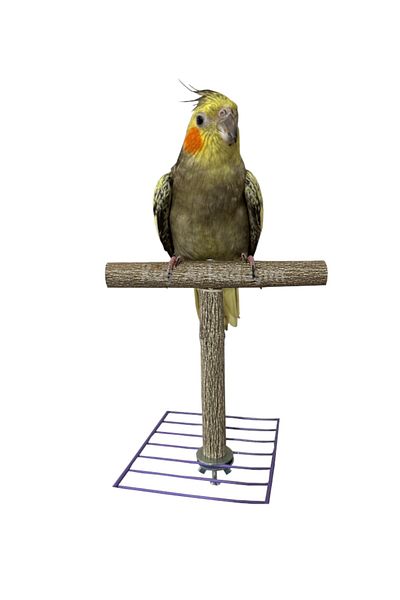 Kuşarkadaşım Natural Wooden T Perch Cage Top Real Wood Parrot And Budgie
