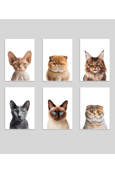 Bifabrika Kedi Poster Baskı, Kedi Fotoğrafları, Hayvan Severlere Duvar Dekoru...