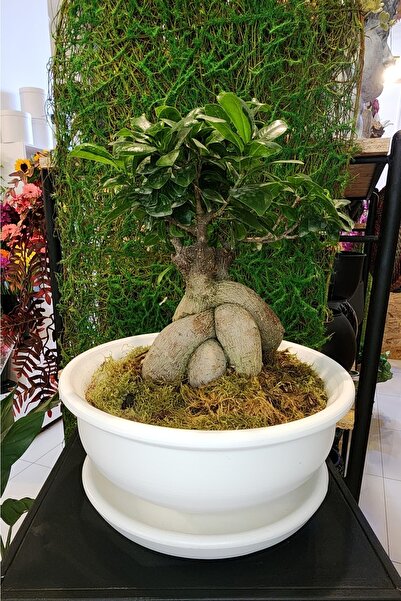 Balcony Flower Bonzai Saksı