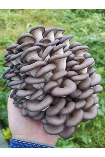 TohumGübre Genel Markalar Evde Istiridye Kavak Kayın Yaprak Mantarı kiti ve Eğitim Kılavuzu