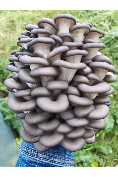 TohumGübre Genel Markalar Evde Istiridye Kavak Kayın Yaprak Mantarı kiti ve Eğitim Kılavuzu