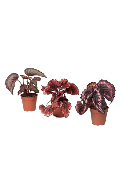 Wallstar Saksıda Begonia Rex Yaprak Begonya 1 Adet