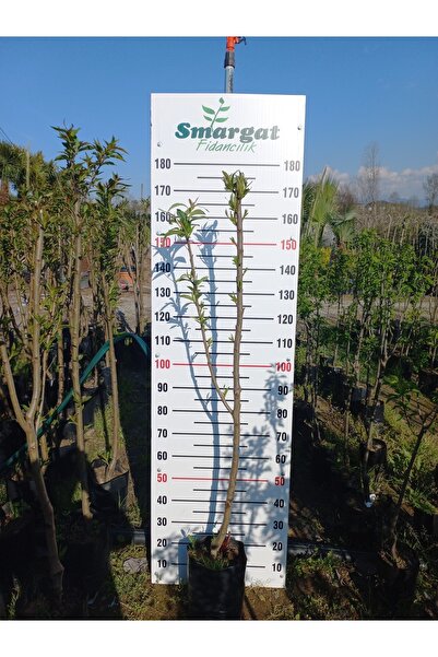 Smargat Tüplü 3 Yaş Nektari Fidanı Aşılı Tüysüz Şeftali Fidanı