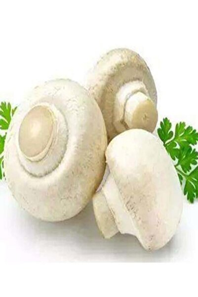 TohumGübre 1 Gr Beyaz Şapkalı Kültür Mantarı Tohumu