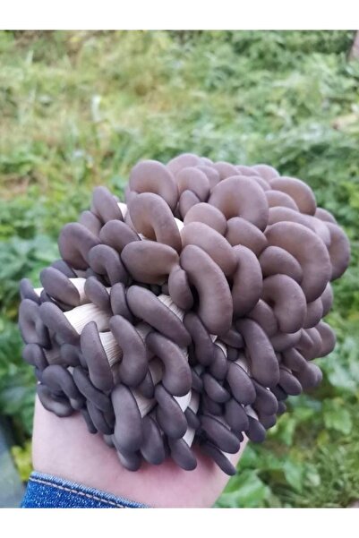 TohumGübre Genel Markalar Evde Istiridye Kavak Kayın Yaprak Mantarı kiti ve Eğitim Kılavuzu