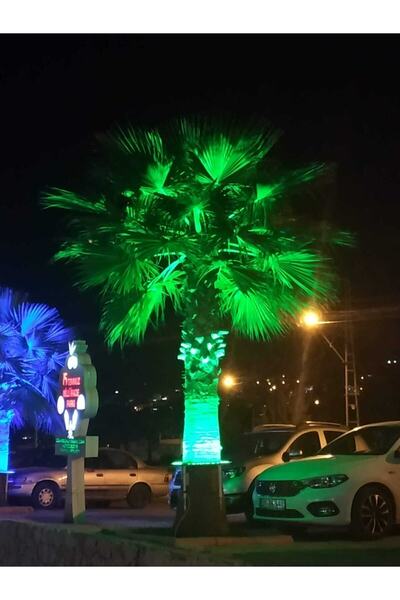 DOGRUP Palmiye Ağaç Aydınlatma Işık Boyama Led 80 Cm