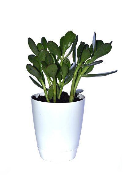YAFShop Saksılı Para Ağacı Çiçeği Crassula Ovata Fidanı Dolgun 25-30cm