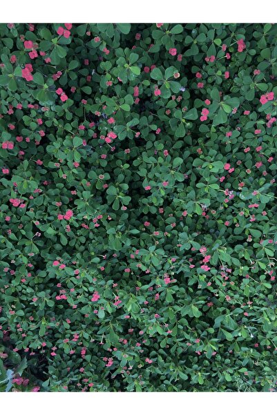 Thorns Crown Small Flowered Imported Euphorbia National (red)