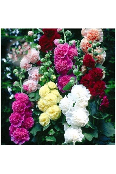 FMT TOHUMCULUK 10 Adet Karışık Soft Renkli Katmerli Gül Hatmi Çiçek Tohumu