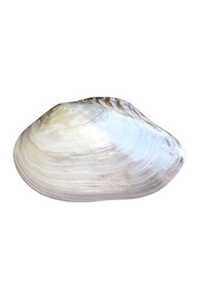 evinizdeki okyanus esintisi turkuaz hediyelik Gerçek Deniz Kabuğu Sedef Tütsülük