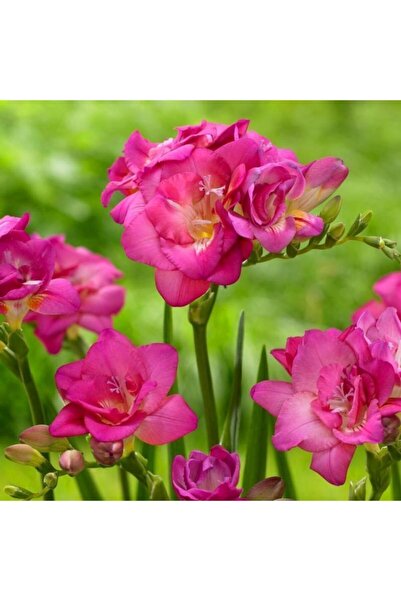 FMT TOHUMCULUK 2 Adet Karışık Renkli Katmerli Frezya Çiçeği Soğanı