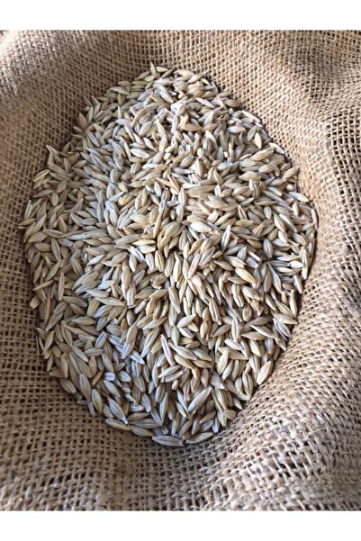 Baharagro Arpa Tohumu 1 Kg Doğal Arpa Çimi Tohumu