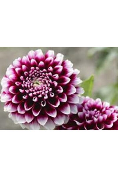 Genta Karışık Unwin Melez Yıldız Çiçeği Tohumu