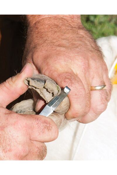 Farmena Toynak Bıçağı Çift Taraflı