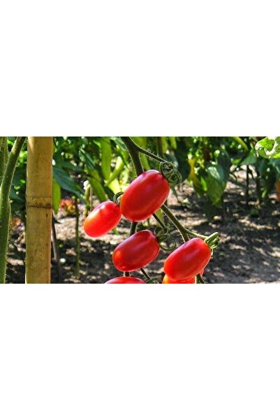 Tohumcumm Çeri Domatesi Tohumu Üzüm Domates Tohumu 10 Tohum + Saksı Toprak