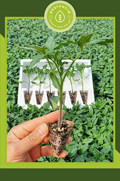 Genel Markalar Sırık Domates Fidesi (6lı Ambalaj) Özel Köpük Kutuda