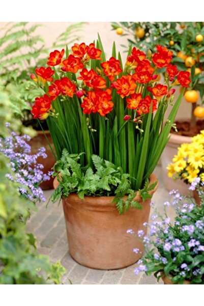 Patika Botanik Katmerli Çift Kırmızı Frezya Soğanı 5 Adet