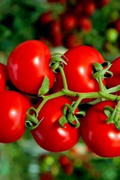 Miracle Tohum Miracle Çeri Pinpon Domates Tohumu (40 Tohum)