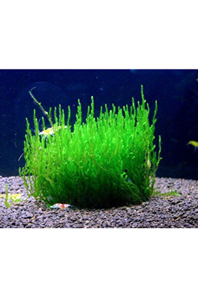 İthâl Bitki Peacock Moss Tele Sarılı 5x5 cm Yeni Sarım 413180