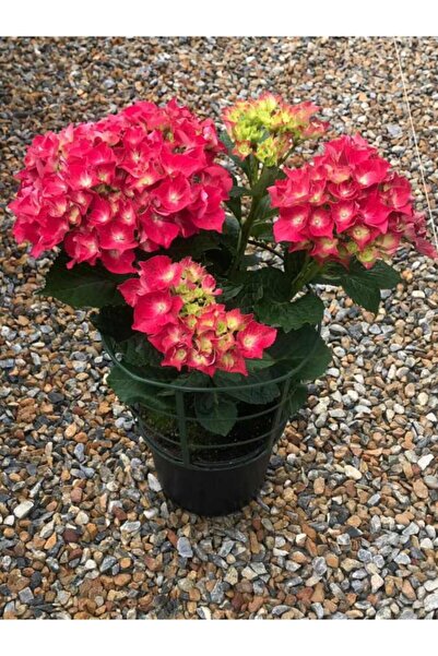 YAYLA TARIM 2 Adet Ortanca Çiçeği Fidanı ( Kırmızı Beyaz Renk ) Tüplü 1 Yaşında 30 Cm 12 Ay Dikim ...