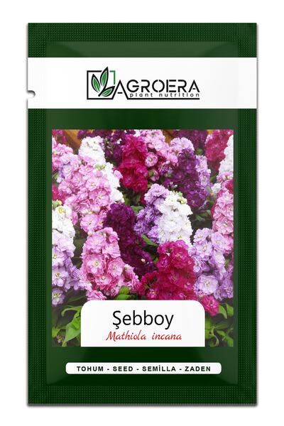 AGROERA Şebboy (mathiola Incana) Çiçek Tohumu 100 Adet