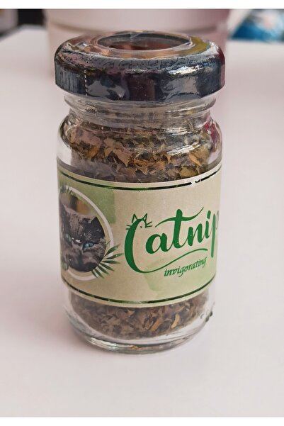 Catnip Kedi Çimi Nanesi