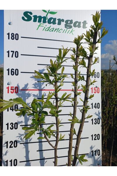 Smargat Tüplü 3 Yaş Anjelika ( Anjelo) Erik Fidanı Aşılı Anjelika Erik(170-200CM)