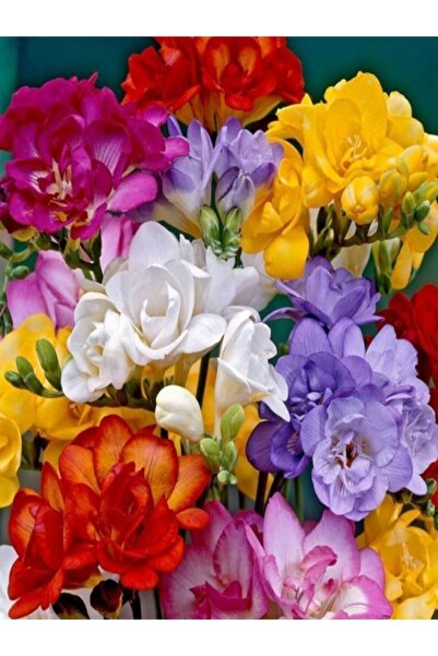 NET TARIM 2 Adet Kırmızı Frezya Çiçeği ( Freesia ) Soğanı Mis Kokulu Katmerli