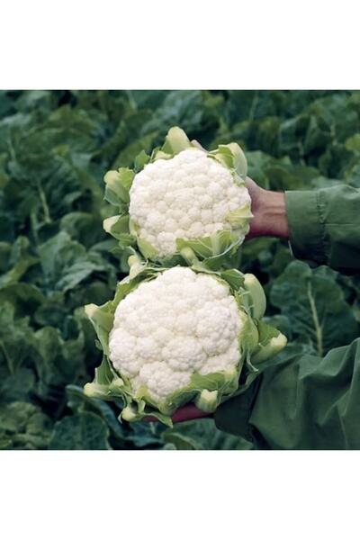 ÇERMİK FİDANCILIK Karnabahar ( Karnıbahar ) Tohumu 10 Gr