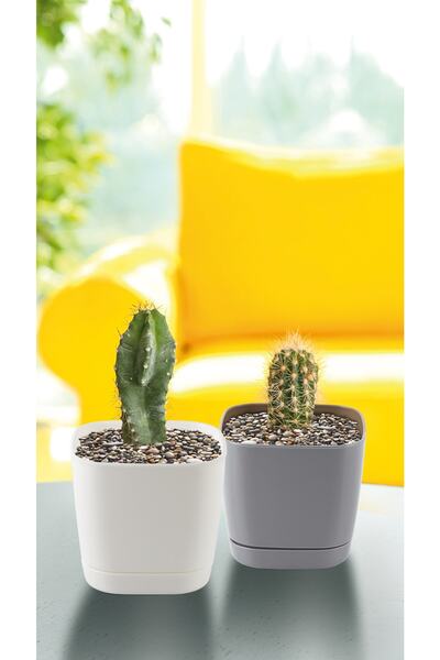 Karasu plastık Kaktüs Saksı Kare 0,25 Lt. (8 X 8 X 7 Cm) (3 Adet)