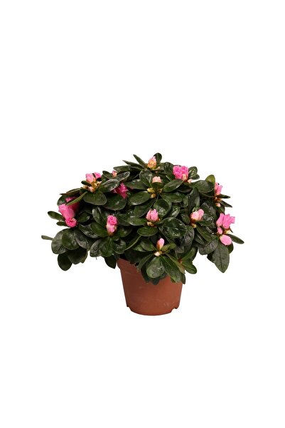 FİDEİSTE Saksıda Ev Açelyası Rhododendron Hellmut 15-20 Cm